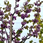Judášovec strukový  (Cercis Siliquastrum), výška: 300-350 cm, obvod kmeňa 8/10cm, kont. C35L (-18°C) - NA KMIENKU